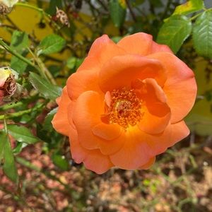 Meet your Posher, Destiny